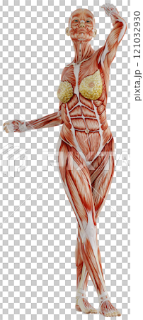 肌肉發達的女性身體擺姿勢，背景透明 121032930