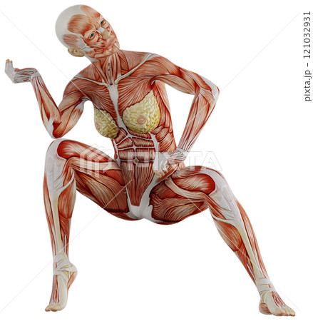 ポーズをとる女性の筋肉人体　背景透過 121032931