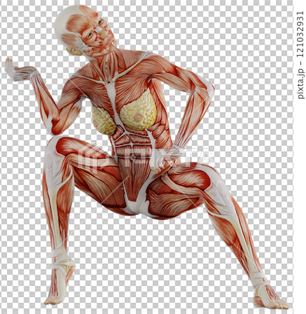 ポーズをとる女性の筋肉人体　背景透過 121032931