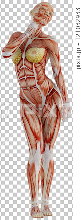 肌肉發達的女性身體擺姿勢，背景透明 121032933