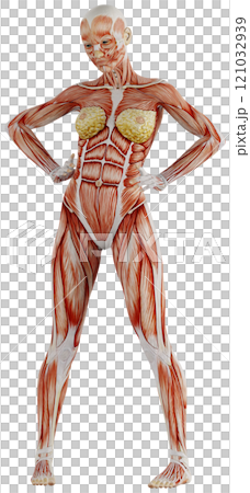 肌肉發達的女性身體擺姿勢,背景透明 肌肉發達的女性身體擺姿勢,背景透明 121032939