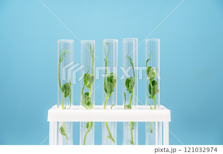 Bioengineering lab. Plant in a test tube in a scientific laboratory Bioengineering lab. Plant in a test tube in a scientific laboratory 121032974