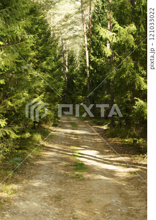 Forest dirt path. Forest and nature with empty road 121033022