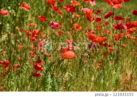 Summer meadow resting,relax.Medicinal scarlet red poppies Summer meadow resting,relax.Medicinal scarlet red poppies 121033155