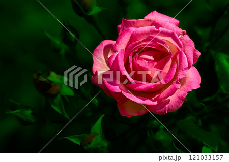 Nice pink summer rose of the black magic in green shadow 121033157