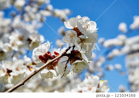 Nice white delicate spring flowers, blue sky. Tendeness,softness 121034168