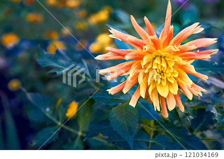 Nice orange yellow flower of feathery dahlia pinnata Nice orange yellow flower of feathery dahlia pinnata 121034169