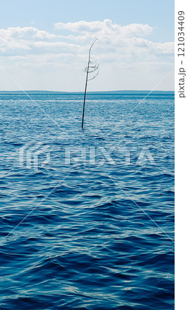 A lonely tree grew out of the water in the waves of the White Sea 121034409