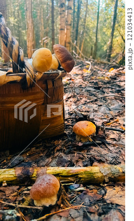 boletus mushrooms in a basket in a pine forest in the far north 121034413