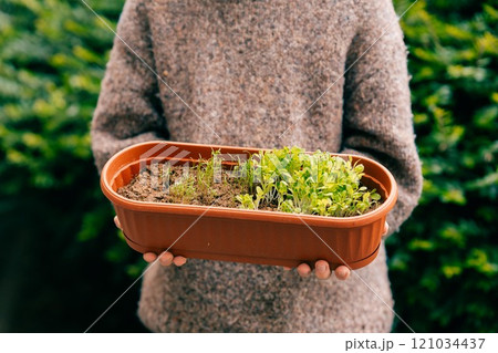 Fresh microgreens with water drops in the hands of a young farmer 121034437