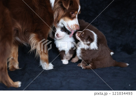 Mother dog is holding her puppies 121034493