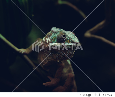 動物園のカメレオン 動物園のカメレオン 121034793