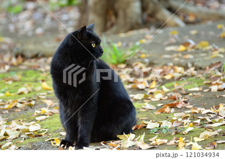 ふりむく黒猫 121034934
