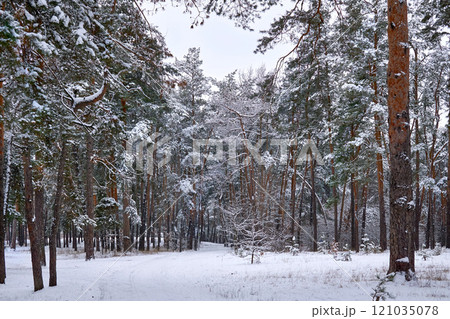 Calm,peace and tranquility in a winter park with large trees,dense branches 121035078