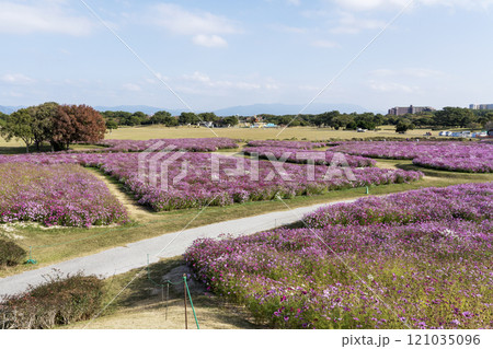 コスモス畑 海ノ中道海浜公園 コスモス畑 海ノ中道海浜公園 121035096