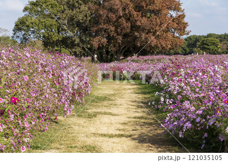 コスモス畑　海ノ中道海浜公園 121035105