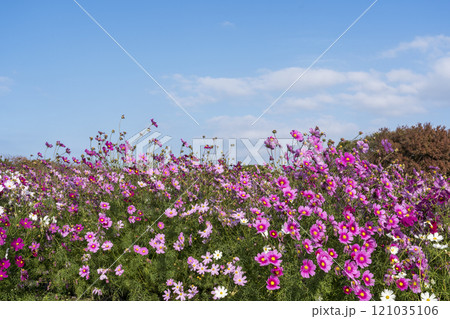 コスモス畑 海ノ中道海浜公園 コスモス畑 海ノ中道海浜公園 121035106