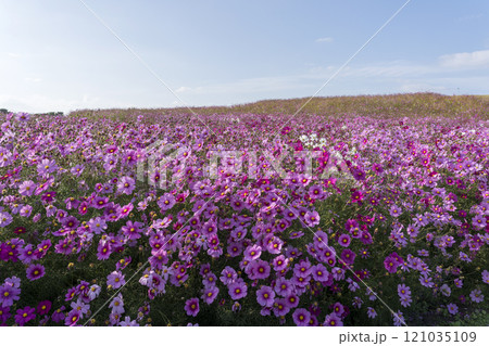 コスモス畑 海ノ中道海浜公園 コスモス畑 海ノ中道海浜公園 121035109