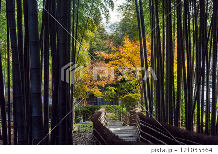 化野念仏寺の竹林_01727 121035364