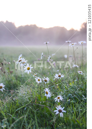 Foggy evening. Rural field with white daisy wildflowers. 121035435