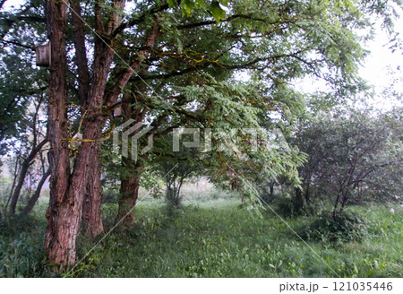 Summer foggy evening in countryside. 121035446