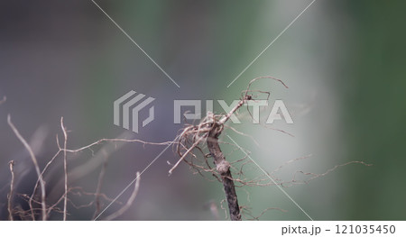 Plant sprout roots close up. Plant sprout roots close up. 121035450