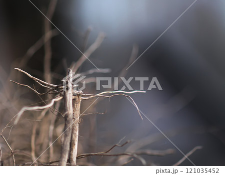 Plant sprout roots close up. Plant sprout roots close up. 121035452