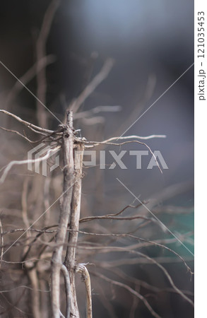 Plant sprout roots close up. Plant sprout roots close up. 121035453