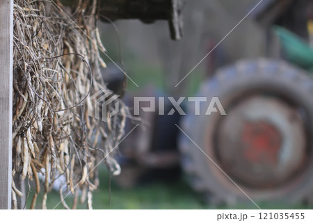 Ripening bean pods hanging on the wall of rural shed. Ripening bean pods hanging on the wall of rural shed. 121035455