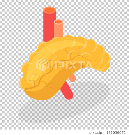 3D Isometric Flat  Illustration of Digestive System Anatomy. Item 1 121036072