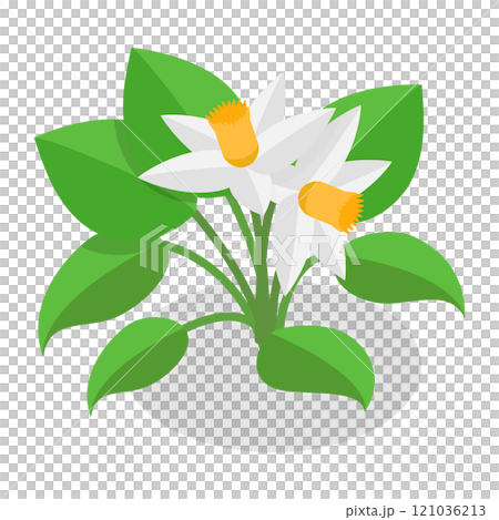 3D Isometric Flat Set of Plants In Pots. Item 8 3D Isometric Flat Set of Plants In Pots. Item 8 121036213