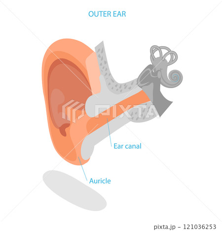 3D Isometric Flat Illustration of Human Ear Anatomy. Item 3 3D Isometric Flat Illustration of Human Ear Anatomy. Item 3 121036253