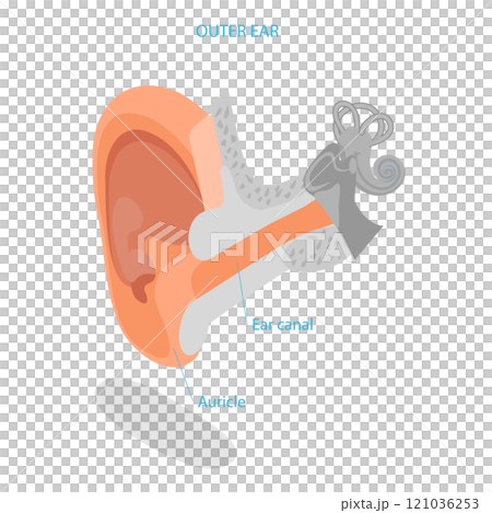 3D Isometric Flat Illustration of Human Ear Anatomy. Item 3 3D Isometric Flat Illustration of Human Ear Anatomy. Item 3 121036253