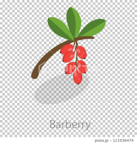 3D Isometric Flat  Set of Astringent Herbs. Item 5 121036474