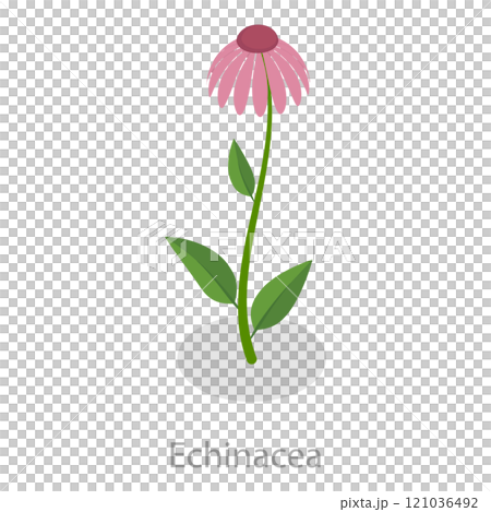 3D Isometric Flat Set of Healing Herbs. Item 7 3D Isometric Flat Set of Healing Herbs. Item 7 121036492