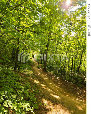 Road is in a beautiful green forest. Road is in a beautiful green forest. 121036683