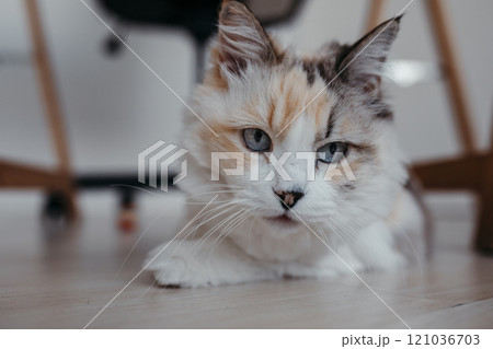 Portrait of white cat at home 121036703