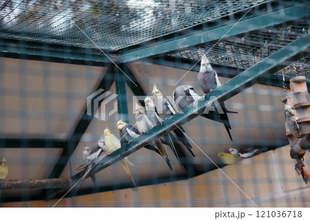 Parrots in the cage of an animal park Parrots in the cage of an animal park 121036718