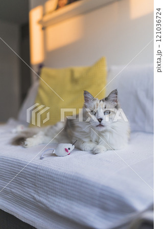 Portrait of white cat at home Portrait of white cat at home 121036724