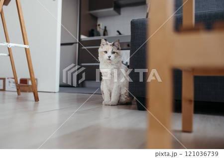 Portrait of white cat at home Portrait of white cat at home 121036739