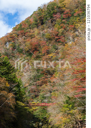 べふ峡　赤い吊り橋と色づく山肌　（高知県　香美市） 121036794