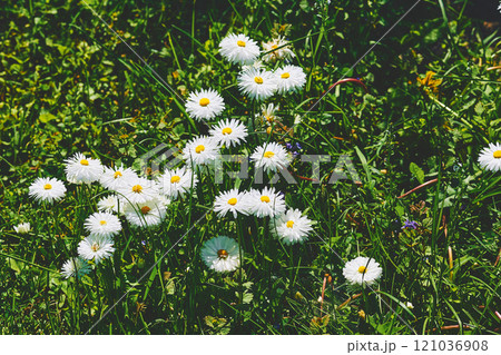 Cheerful nice flowers white daisies on green meadow. Cheerful nice flowers white daisies on green meadow. 121036908