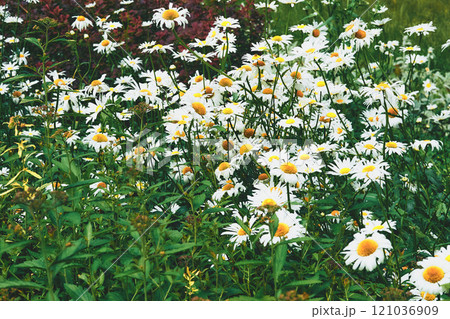 Medicinal useful herbal chamomile flowers on a green summer meadow Medicinal useful herbal chamomile flowers on a green summer meadow 121036909