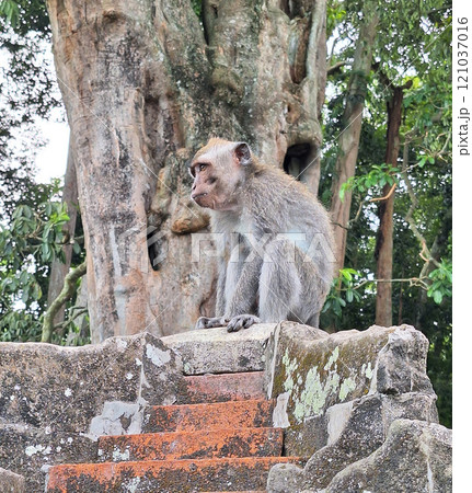 A macaque monkey resting on weathered stone steps near a large tree in a lush forest setting. 121037016