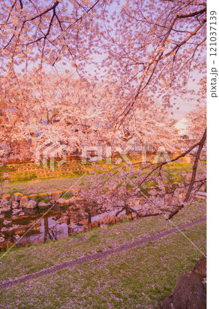 満開の桜と青空(野川) 満開の桜と青空(野川) 121037139