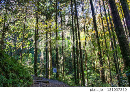 高尾山　琵琶滝コース（6号路）　登山道　琵琶滝へ　11月下旬 121037250