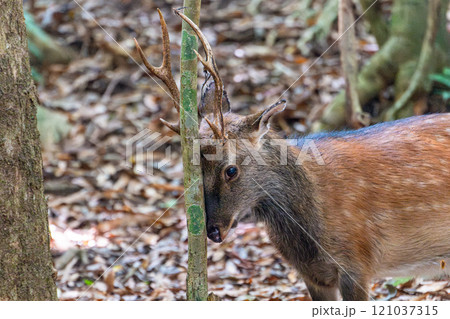 ヤクシカの雄 角研ぎ 世界自然遺産屋久島(夏 ヤクシカの雄 角研ぎ 世界自然遺産屋久島(夏 121037315