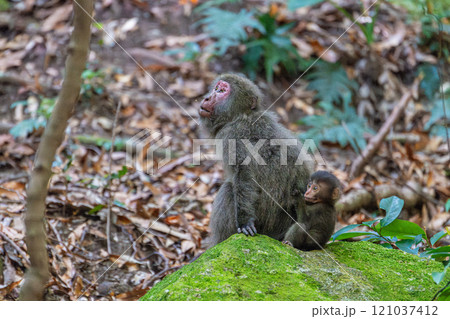 ヤクザルの親子　くつろぐ　世界自然遺産屋久島(夏 121037412
