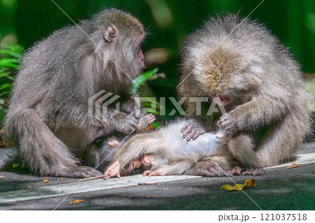 ヤクザルの群れ 毛づくろい 世界自然遺産屋久島(夏 ヤクザルの群れ 毛づくろい 世界自然遺産屋久島(夏 121037518