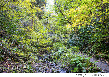 高尾山 琵琶滝コース(6号路) 登山道 大山橋から第一の橋へ 11月下旬 高尾山 琵琶滝コース(6号路) 登山道 大山橋から第一の橋へ 11月下旬 121037779